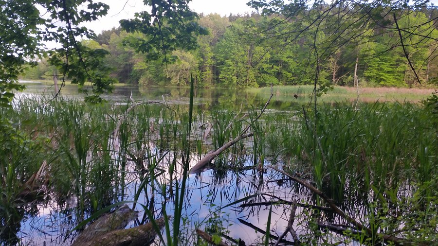 Serene lake surrounded by lush green trees.